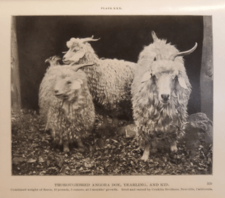 What is Mohair Fabric? The Perfect Summer cloth